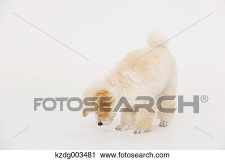 Medium Poodle View Large Photo Image Stock Image - Medium Poodle. Fotosearch