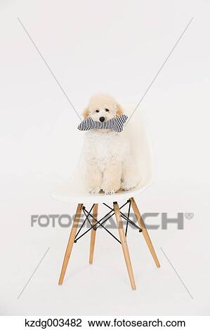 Medium Poodle View Large Photo Image Stock Image - Medium Poodle. Fotosearch