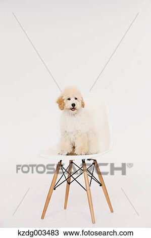 Medium Poodle View Large Photo Image Stock Image - Medium Poodle. Fotosearch