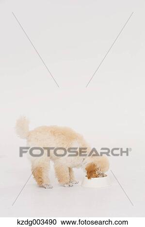 Medium Poodle View Large Photo Image Stock Image - Medium Poodle. Fotosearch