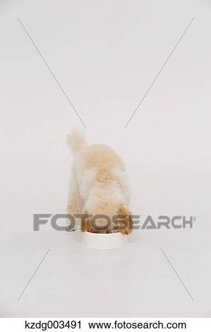 Medium Poodle View Large Photo Image Stock Image - Medium Poodle. Fotosearch