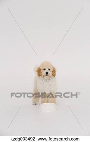 Stock Image - Medium Poodle. Fotosearch