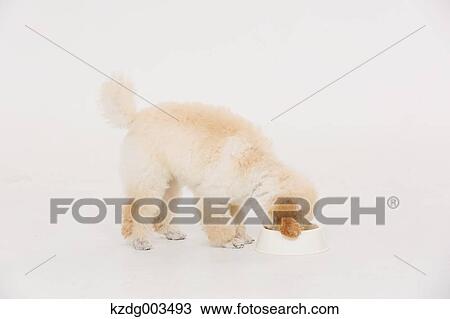 Medium Poodle View Large Photo Image Stock Image - Medium Poodle. Fotosearch