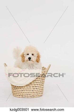 Stock Image - Medium Poodle. Fotosearch