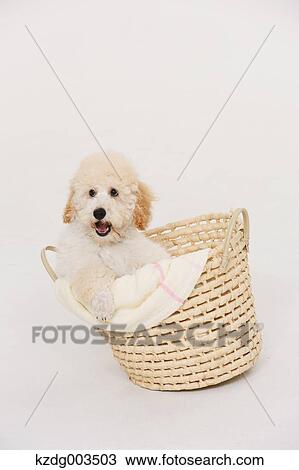 Medium Poodle View Large Photo Image Stock Image - Medium Poodle. Fotosearch