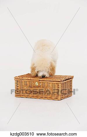 Medium Poodle View Large Photo Image Stock Image - Medium Poodle. Fotosearch