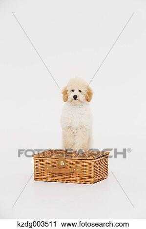 Stock Image - Medium Poodle. Fotosearch