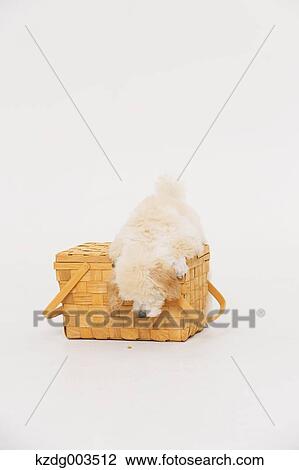 Stock Image - Medium Poodle. Fotosearch