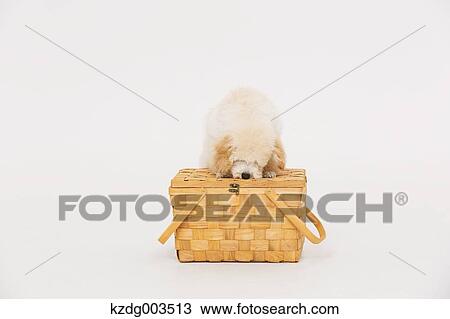 Medium Poodle View Large Photo Image Stock Image - Medium Poodle. Fotosearch