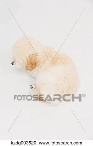Medium Poodle View Large Photo Image Stock Image - Medium Poodle. Fotosearch