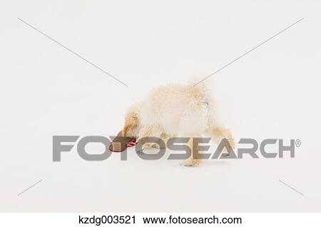 Medium Poodle View Large Photo Image Stock Image - Medium Poodle. Fotosearch