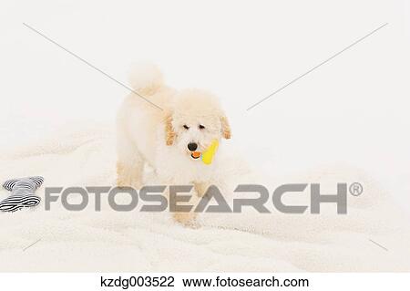 Medium Poodle View Large Photo Image Stock Image - Medium Poodle. Fotosearch