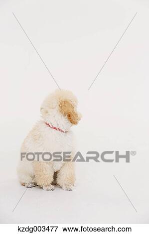 Medium Poodle View Large Photo Image Stock Photo - Medium Poodle. Fotosearch