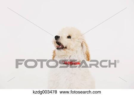 Stock Photo - Medium Poodle. Fotosearch