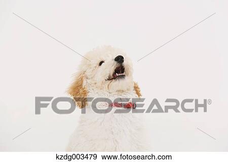 Medium Poodle View Large Photo Image Stock Photo - Medium Poodle. Fotosearch