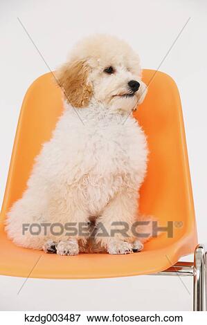 Medium Poodle View Large Photo Image Stock Photo - Medium Poodle. Fotosearch