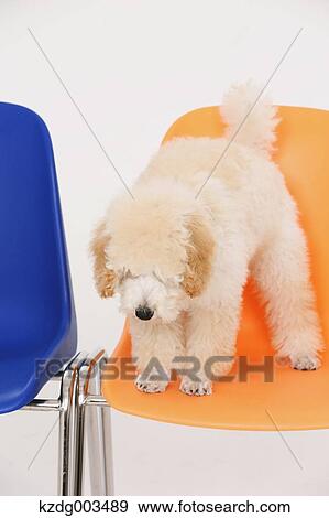 Medium Poodle View Large Photo Image Stock Photo - Medium Poodle. Fotosearch