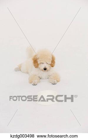 Medium Poodle View Large Photo Image Stock Photo - Medium Poodle. Fotosearch