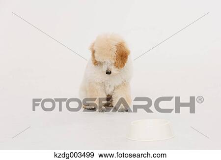 Medium Poodle View Large Photo Image Stock Photo - Medium Poodle. Fotosearch