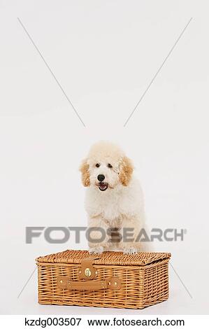 Medium Poodle View Large Photo Image Stock Photo - Medium Poodle. Fotosearch