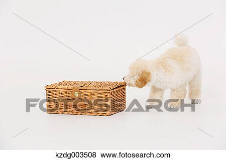 Medium Poodle View Large Photo Image Stock Photo - Medium Poodle. Fotosearch