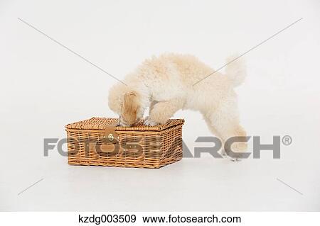 Medium Poodle View Large Photo Image Stock Photo - Medium Poodle. Fotosearch