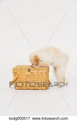 Medium Poodle View Large Photo Image Stock Photo - Medium Poodle. Fotosearch