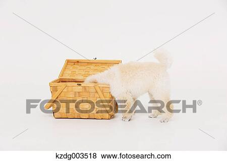 Medium Poodle View Large Photo Image Stock Photo - Medium Poodle. Fotosearch