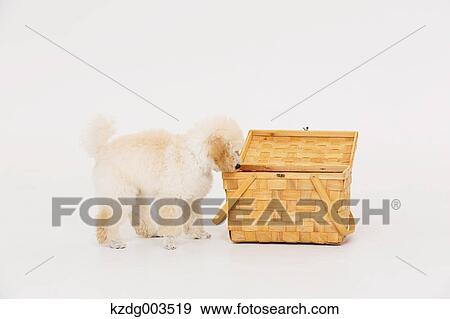 Medium Poodle View Large Photo Image Stock Photo - Medium Poodle. Fotosearch