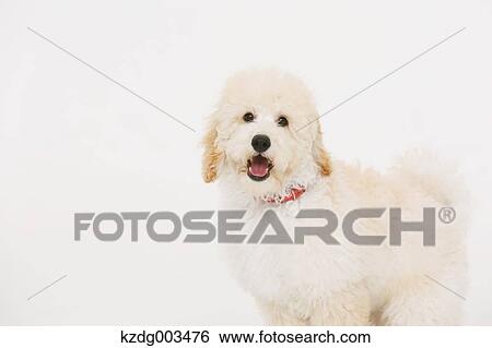 Stock Photograph - Medium Poodle. Fotosearch