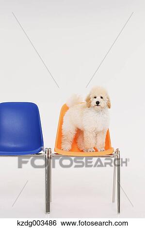 Medium Poodle View Large Photo Image Stock Photograph - Medium Poodle. Fotosearch