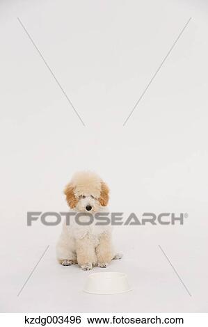 Medium Poodle View Large Photo Image Stock Photograph - Medium Poodle. Fotosearch