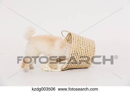 Medium Poodle View Large Photo Image Stock Photograph - Medium Poodle. Fotosearch