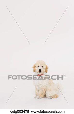 Medium Poodle View Large Photo Image Stock Photography - Medium Poodle. Fotosearch