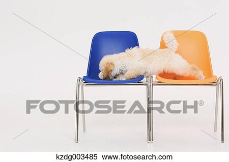 Medium Poodle View Large Photo Image Stock Photography - Medium Poodle. Fotosearch