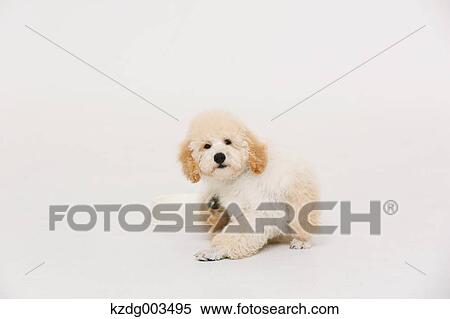 Medium Poodle View Large Photo Image Stock Photography - Medium Poodle. Fotosearch