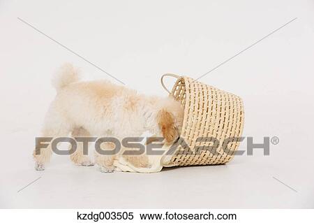 Medium Poodle View Large Photo Image Stock Photography - Medium Poodle. Fotosearch