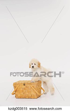 Medium Poodle View Large Photo Image Stock Photography - Medium Poodle. Fotosearch