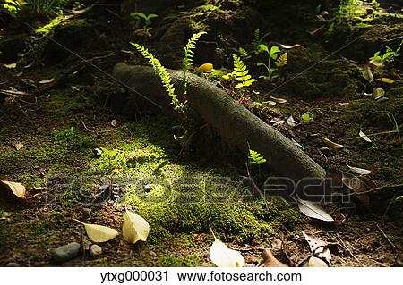 Moss View Large Photo Image Stock Image - Moss. Fotosearch