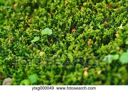 Moss View Large Photo Image Stock Photo - Moss. Fotosearch