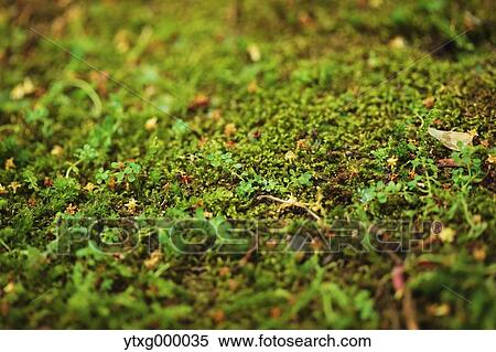 Moss View Large Photo Image Stock Photography - Moss. Fotosearch