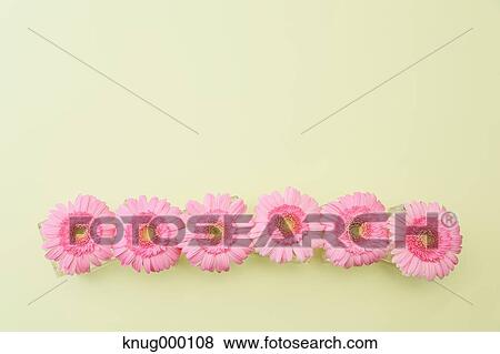 Mums View Large Photo Image Stock Photo - Mums. Fotosearch