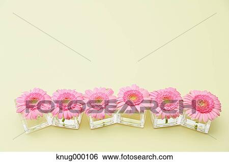 Mums View Large Photo Image Stock Photograph - Mums. Fotosearch