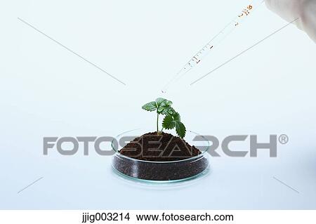 Plant grown in the lab View Large Photo Image Picture - Plant grown in the lab. Fotosearch