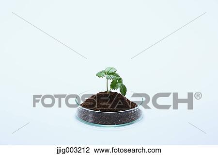 Plant grown in the lab View Large Photo Image Stock Image - Plant grown in the lab. Fotosearch