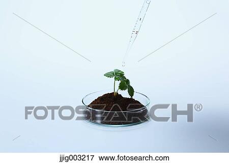 Plant grown in the lab View Large Photo Image Stock Photo - Plant grown in the lab. Fotosearch