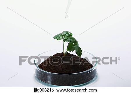 Plant grown in the lab View Large Photo Image Stock Photography - Plant grown in the lab. Fotosearch