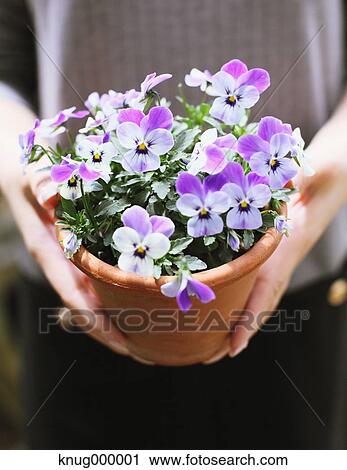 Stock Image - Potted flowers. Fotosearch
