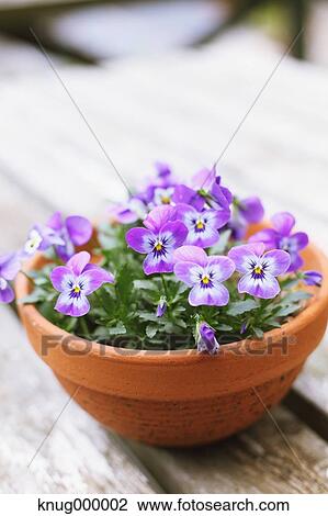 Potted flowers View Large Photo Image Stock Image - Potted flowers. Fotosearch