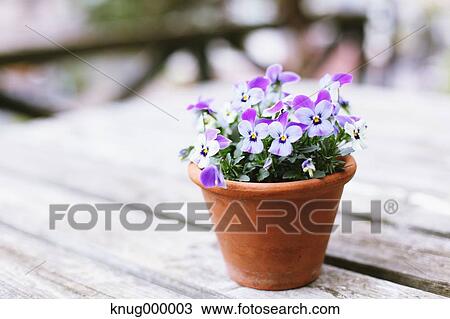 Potted flowers View Large Photo Image Stock Image - Potted flowers. Fotosearch